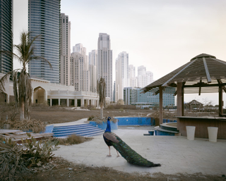 Illustration for article titled The Ruins of Dubai with Wild Animals. Hey, This Could Be a Sony Video Game.